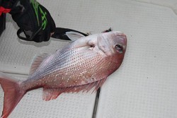 松本釣船２ 釣果