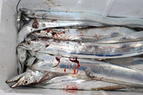 松本釣船２ 釣果