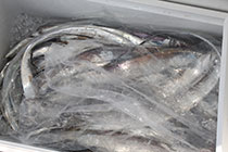 松本釣船２ 釣果