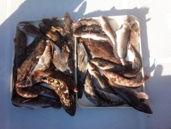 MATSUSHIMA SEANET 釣果