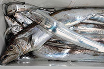 松本釣船２ 釣果