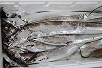 松本釣船２ 釣果