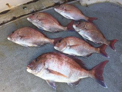 ゲームフィッシング バレントン 釣果