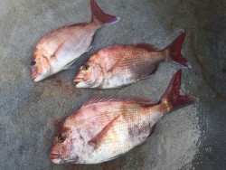 ゲームフィッシング バレントン 釣果