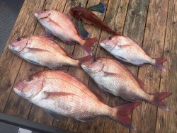 ゲームフィッシング バレントン 釣果