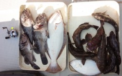 MATSUSHIMA SEANET 釣果