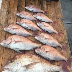 ゲームフィッシング バレントン 釣果