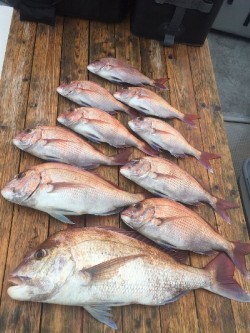 ゲームフィッシング バレントン 釣果