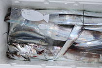 松本釣船２ 釣果