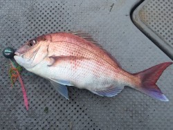 ゲームフィッシング バレントン 釣果