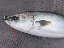 ゲームフィッシング バレントン 釣果