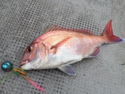 ゲームフィッシング バレントン 釣果