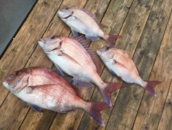 ゲームフィッシング バレントン 釣果