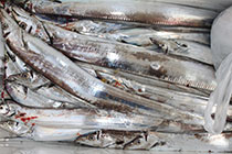 松本釣船２ 釣果