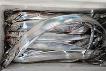 松本釣船２ 釣果