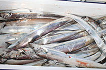 松本釣船２ 釣果