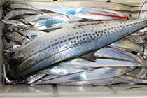 松本釣船２ 釣果