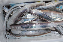 松本釣船２ 釣果