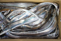 松本釣船２ 釣果