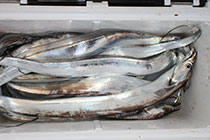 松本釣船２ 釣果