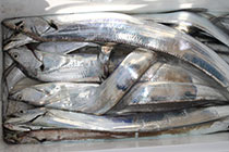 松本釣船２ 釣果