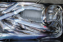 松本釣船２ 釣果