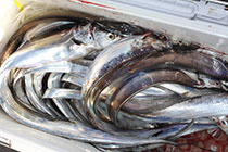 松本釣船２ 釣果