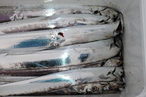 松本釣船２ 釣果