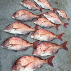 ゲームフィッシング バレントン 釣果