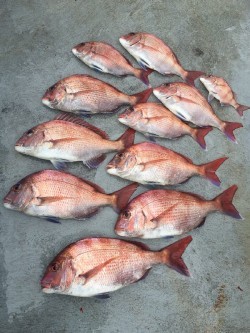 ゲームフィッシング バレントン 釣果