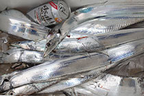 松本釣船２ 釣果