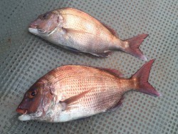 ゲームフィッシング バレントン 釣果