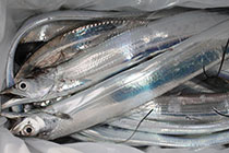 松本釣船２ 釣果