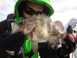 MATSUSHIMA SEANET 釣果