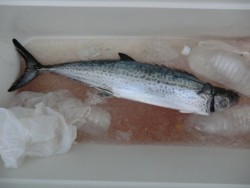 ＢＩＧ－ＯＮＥ 釣果