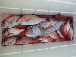 ＢＩＧ－ＯＮＥ 釣果