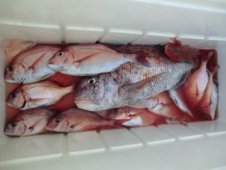 ＢＩＧ－ＯＮＥ 釣果