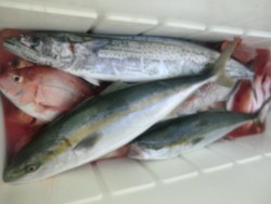 ＢＩＧ－ＯＮＥ 釣果