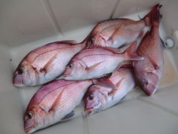 ＢＩＧ－ＯＮＥ 釣果