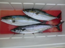 ＢＩＧ－ＯＮＥ 釣果