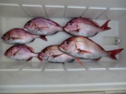 ＢＩＧ－ＯＮＥ 釣果