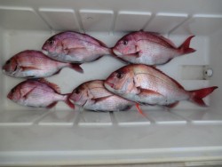 ＢＩＧ－ＯＮＥ 釣果