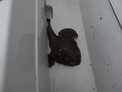 イーグルⅡ世号 釣果