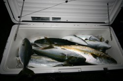 オーシャンズ 釣果