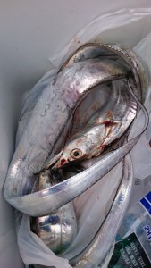 松運丸 釣果