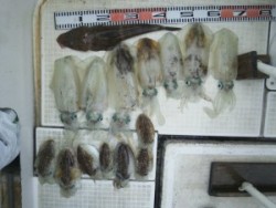 さぶろう丸 釣果