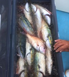 LUZ PLAYA ルスプラージャ 釣果