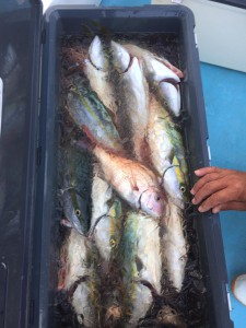 LUZ PLAYA　ルスプラージャ 釣果