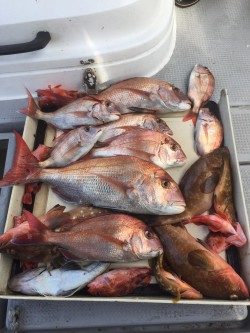 LUZ PLAYA　ルスプラージャ 釣果