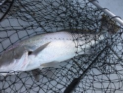 オーシャンキッズ 釣果